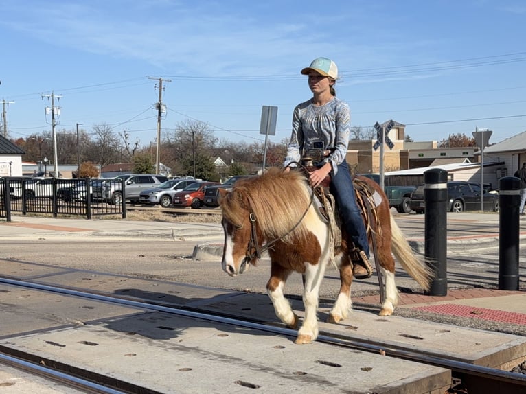 Weitere Ponys/Kleinpferde Wallach 5 Jahre 102 cm Schecke in Cleburne