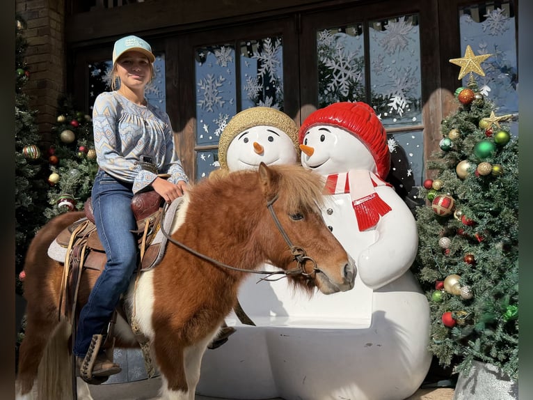 Weitere Ponys/Kleinpferde Wallach 5 Jahre 102 cm Schecke in Cleburne