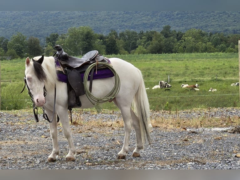 Weitere Ponys/Kleinpferde Wallach 5 Jahre 102 cm Schecke in Allenwood
