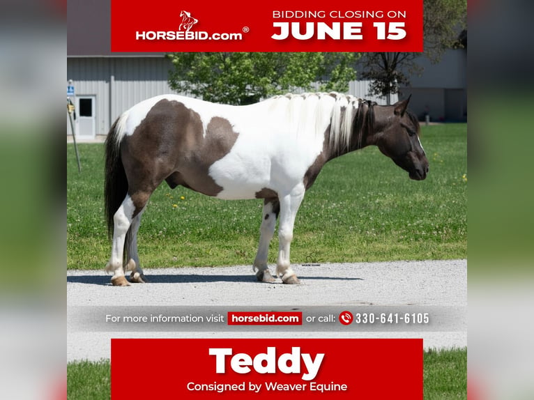Weitere Ponys/Kleinpferde Wallach 5 Jahre 102 cm Schecke in Fredericksburg