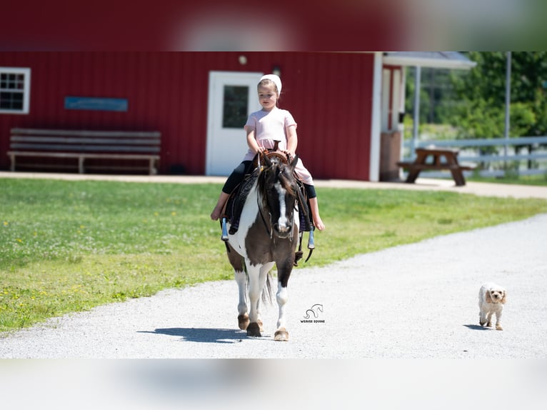 Weitere Ponys/Kleinpferde Wallach 5 Jahre 102 cm Schecke in Fredericksburg