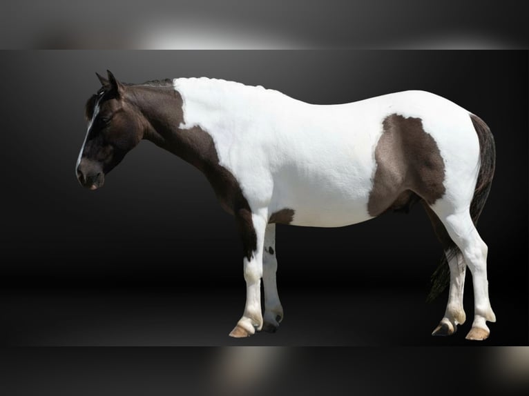 Weitere Ponys/Kleinpferde Wallach 5 Jahre 102 cm Schecke in Fredericksburg