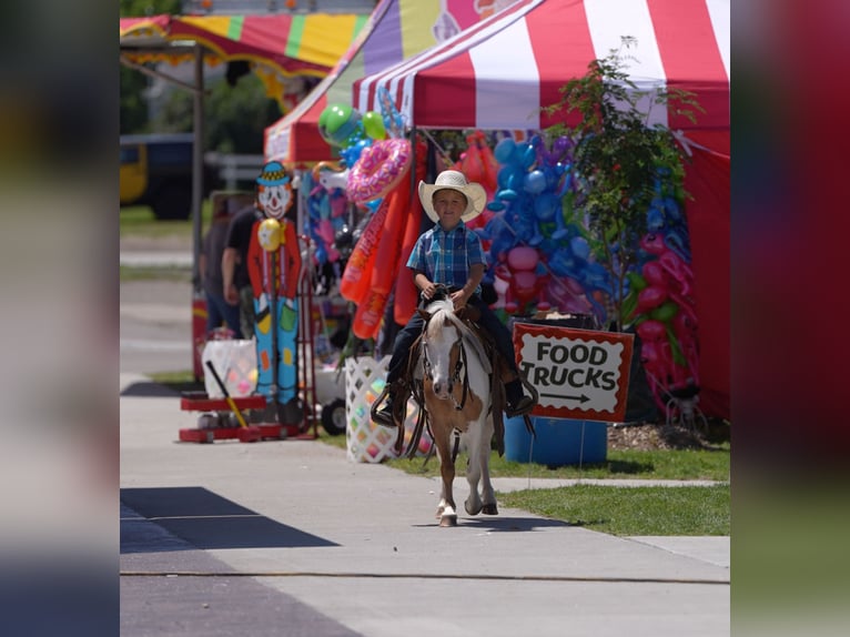 Weitere Ponys/Kleinpferde Wallach 5 Jahre 102 cm in Nevis, MN
