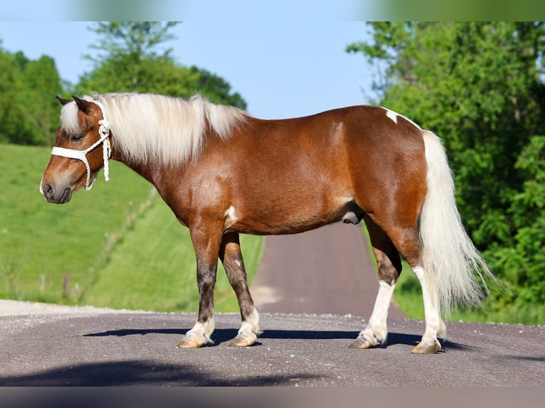 Weitere Ponys/Kleinpferde Wallach 5 Jahre 104 cm Schecke in Sedalia