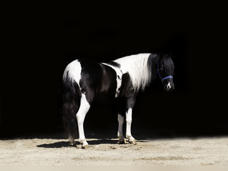 Weitere Ponys/Kleinpferde Wallach 5 Jahre 104 cm in Nevis, MN
