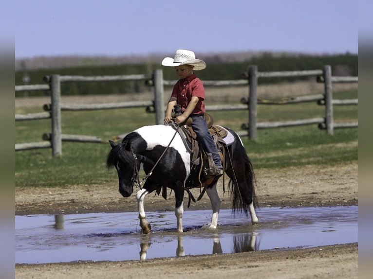 Weitere Ponys/Kleinpferde Wallach 5 Jahre 104 cm in Nevis, MN