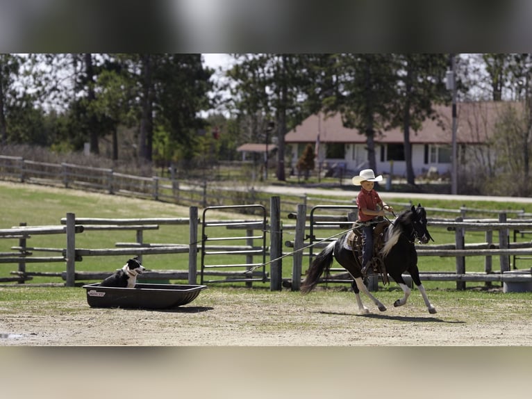 Weitere Ponys/Kleinpferde Wallach 5 Jahre 104 cm in Nevis, MN