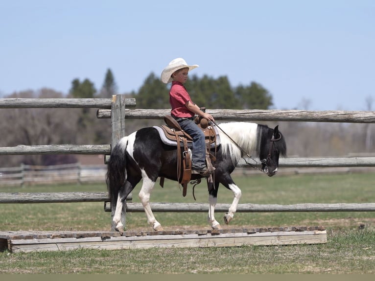 Weitere Ponys/Kleinpferde Wallach 5 Jahre 104 cm in Nevis, MN