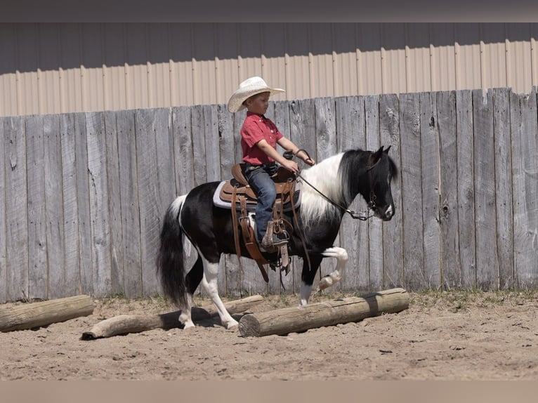 Weitere Ponys/Kleinpferde Wallach 5 Jahre 104 cm in Nevis, MN