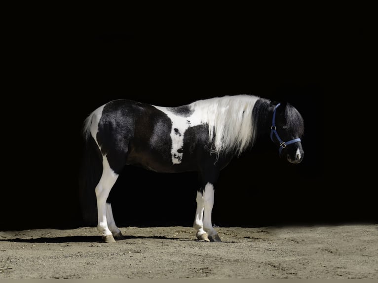 Weitere Ponys/Kleinpferde Wallach 5 Jahre 104 cm in Nevis, MN