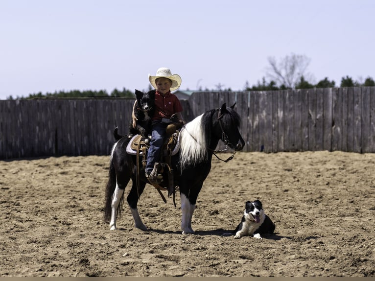 Weitere Ponys/Kleinpferde Wallach 5 Jahre 104 cm in Nevis, MN