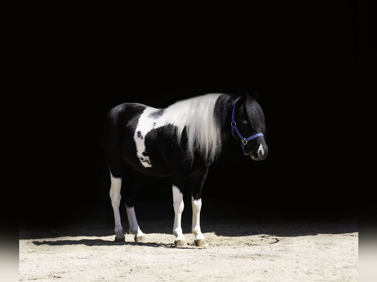 Weitere Ponys/Kleinpferde Wallach 5 Jahre 104 cm in Nevis, MN