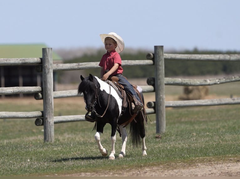 Weitere Ponys/Kleinpferde Wallach 5 Jahre 104 cm in Nevis, MN