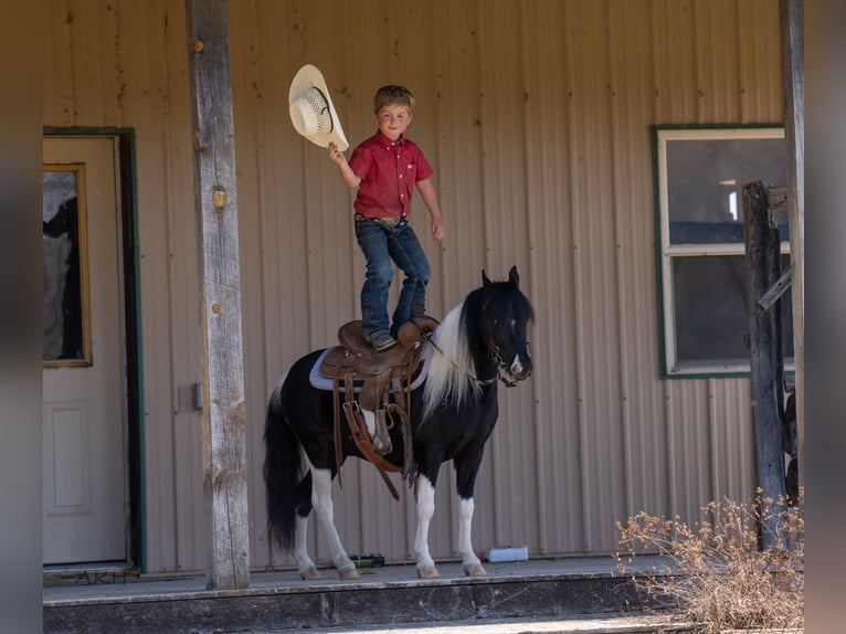 Weitere Ponys/Kleinpferde Wallach 5 Jahre 104 cm in Nevis, MN