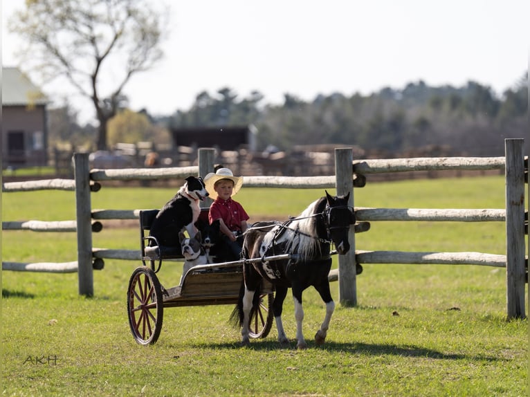 Weitere Ponys/Kleinpferde Wallach 5 Jahre 104 cm in Nevis, MN