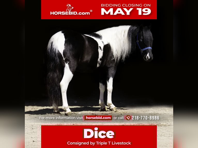 Weitere Ponys/Kleinpferde Wallach 5 Jahre 104 cm in Nevis, MN
