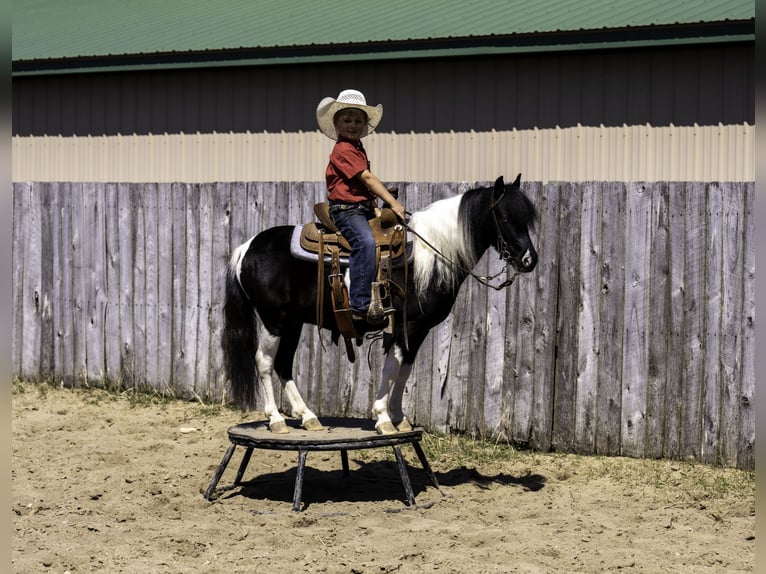 Weitere Ponys/Kleinpferde Wallach 5 Jahre 104 cm in Nevis, MN