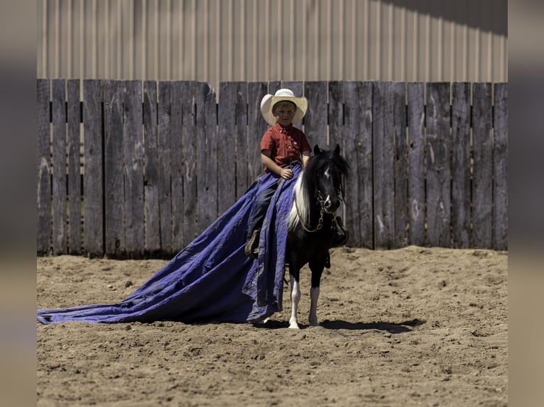 Weitere Ponys/Kleinpferde Wallach 5 Jahre 104 cm in Nevis, MN