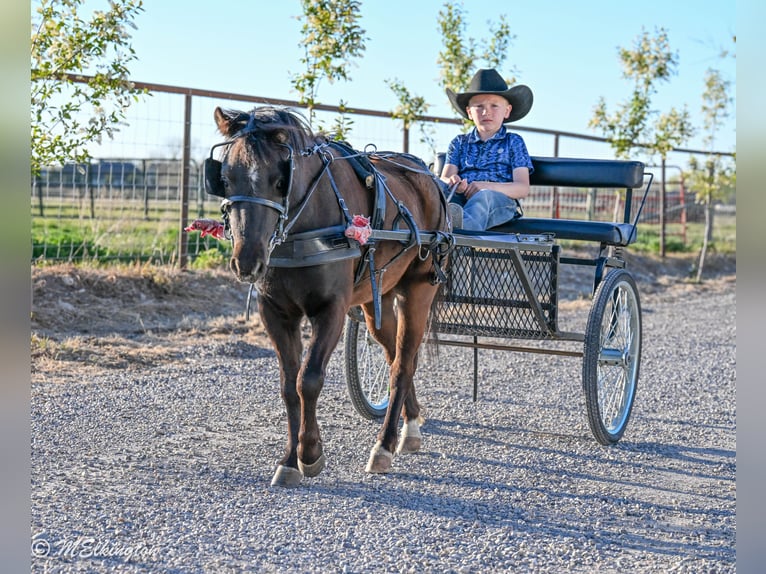 Weitere Ponys/Kleinpferde Wallach 5 Jahre 109 cm Rappe in Rigby