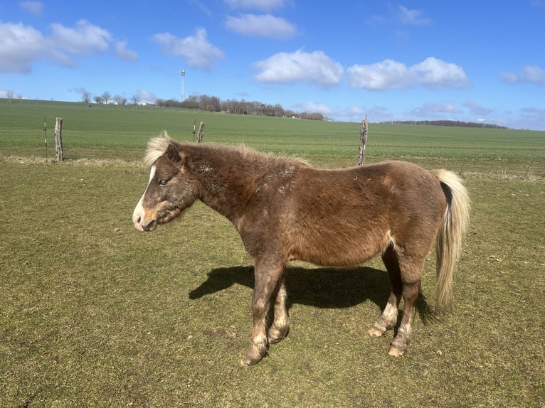 Weitere Ponys/Kleinpferde Mix Wallach 5 Jahre 110 cm Dunkelfuchs in Kaltohmfeld