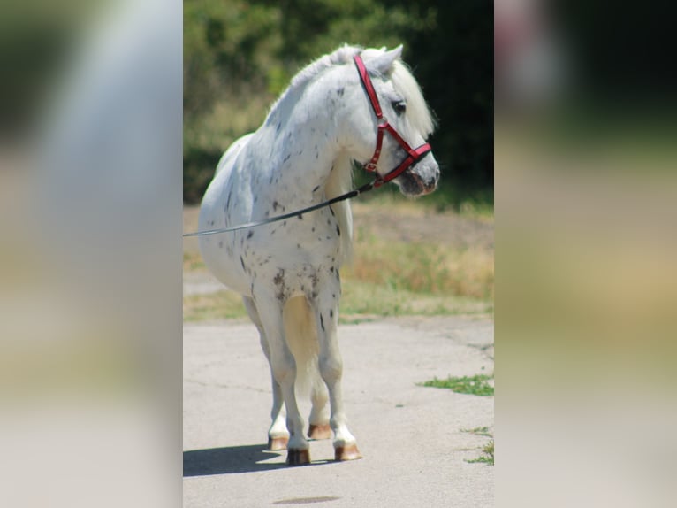 Weitere Ponys/Kleinpferde Wallach 5 Jahre 110 cm Schimmel in B&#xF3;csa