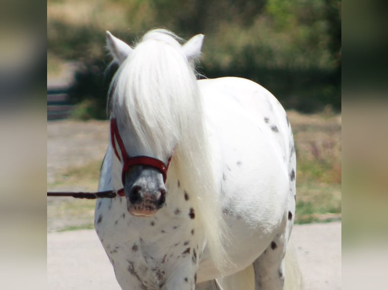Weitere Ponys/Kleinpferde Wallach 5 Jahre 110 cm Schimmel in B&#xF3;csa