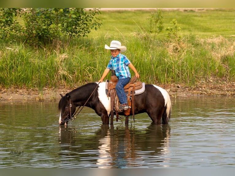 Weitere Ponys/Kleinpferde Wallach 5 Jahre 112 cm in Nevis, MN