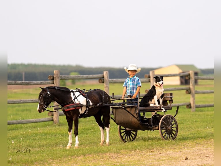 Weitere Ponys/Kleinpferde Wallach 5 Jahre 112 cm in Nevis, MN