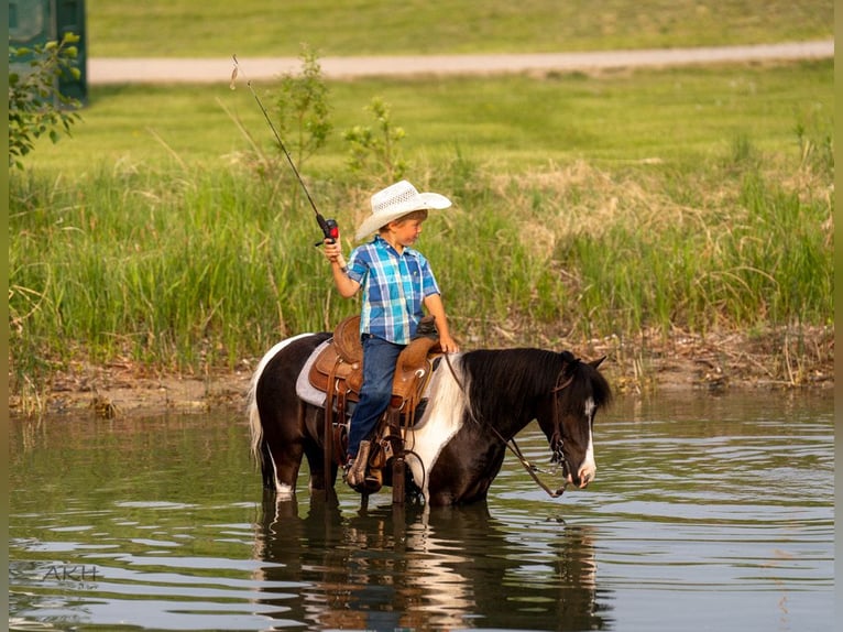 Weitere Ponys/Kleinpferde Wallach 5 Jahre 112 cm in Nevis, MN