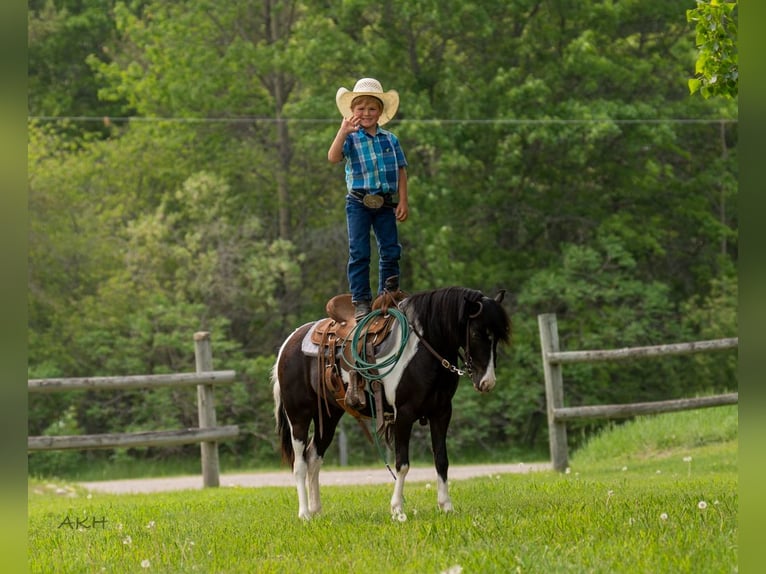 Weitere Ponys/Kleinpferde Wallach 5 Jahre 112 cm in Nevis, MN