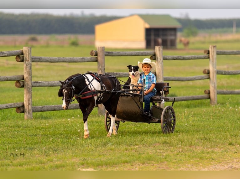 Weitere Ponys/Kleinpferde Wallach 5 Jahre 112 cm in Nevis, MN