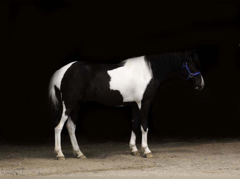 Weitere Ponys/Kleinpferde Wallach 5 Jahre 112 cm in Nevis, MN
