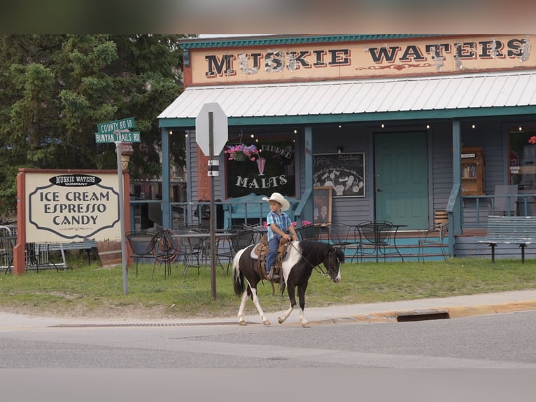 Weitere Ponys/Kleinpferde Wallach 5 Jahre 112 cm in Nevis, MN