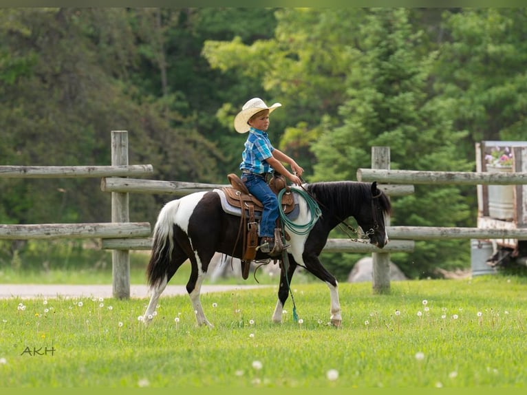 Weitere Ponys/Kleinpferde Wallach 5 Jahre 112 cm in Nevis, MN