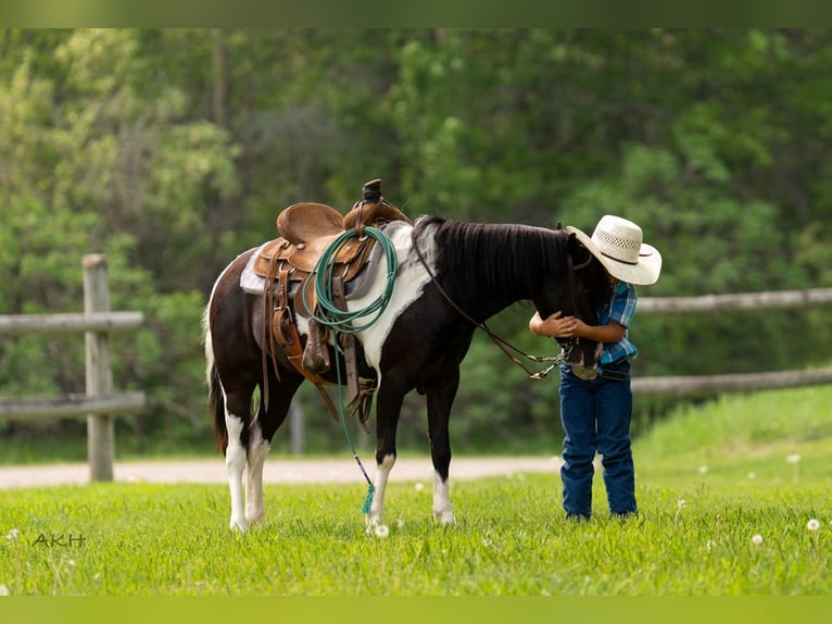 Weitere Ponys/Kleinpferde Wallach 5 Jahre 112 cm in Nevis, MN