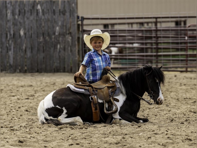 Weitere Ponys/Kleinpferde Wallach 5 Jahre 112 cm in Nevis, MN
