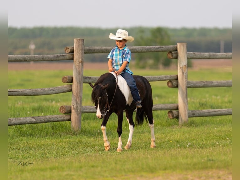 Weitere Ponys/Kleinpferde Wallach 5 Jahre 112 cm in Nevis, MN