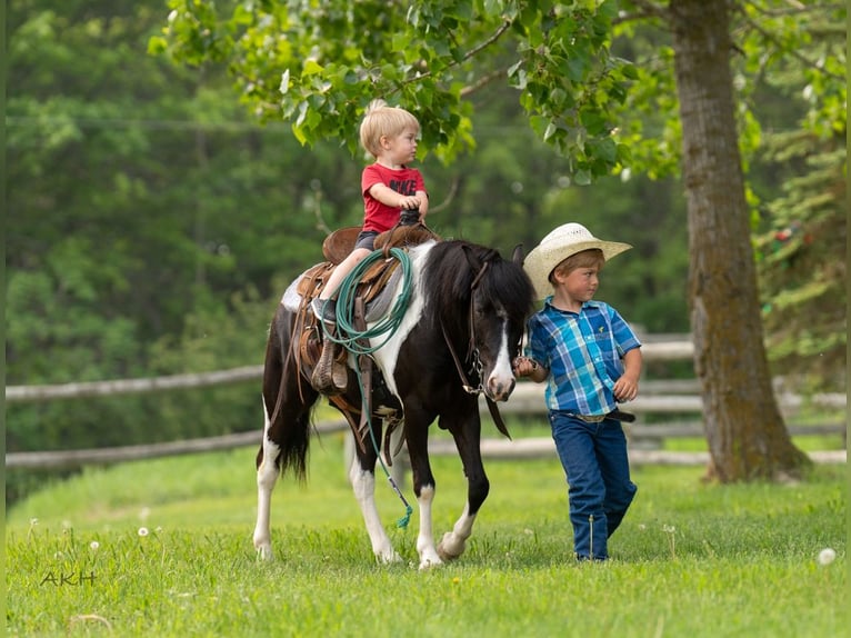 Weitere Ponys/Kleinpferde Wallach 5 Jahre 112 cm in Nevis, MN