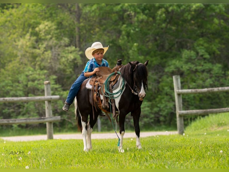 Weitere Ponys/Kleinpferde Wallach 5 Jahre 112 cm in Nevis, MN
