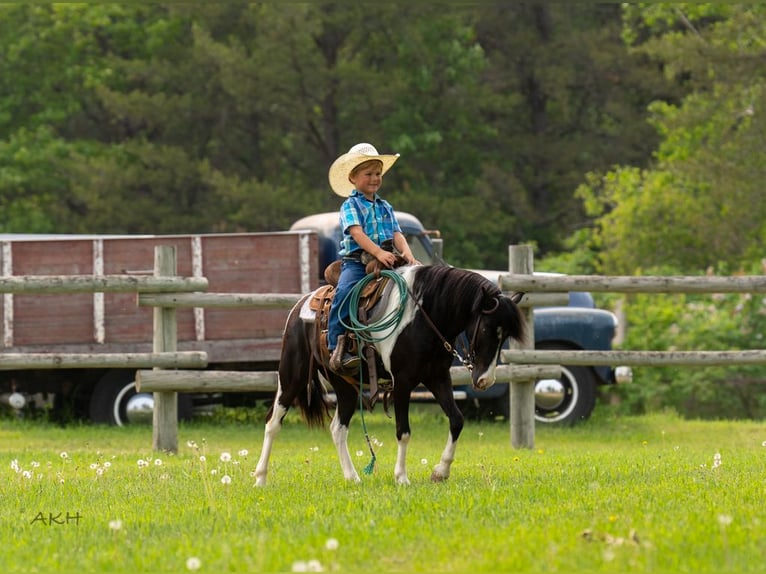 Weitere Ponys/Kleinpferde Wallach 5 Jahre 112 cm in Nevis, MN