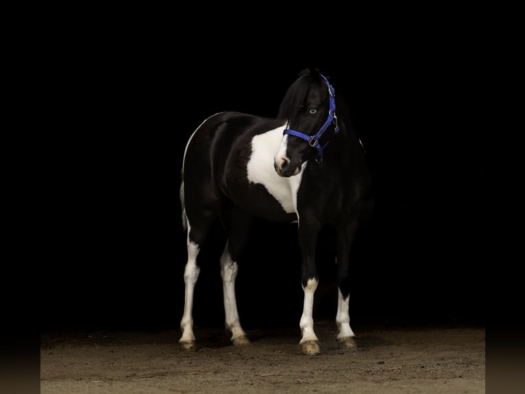 Weitere Ponys/Kleinpferde Wallach 5 Jahre 112 cm in Nevis, MN