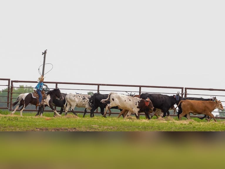 Weitere Ponys/Kleinpferde Wallach 5 Jahre 112 cm in Nevis, MN