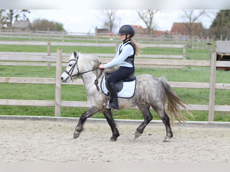 Weitere Ponys/Kleinpferde Wallach 5 Jahre 115 cm Blauschimmel in Pepingen