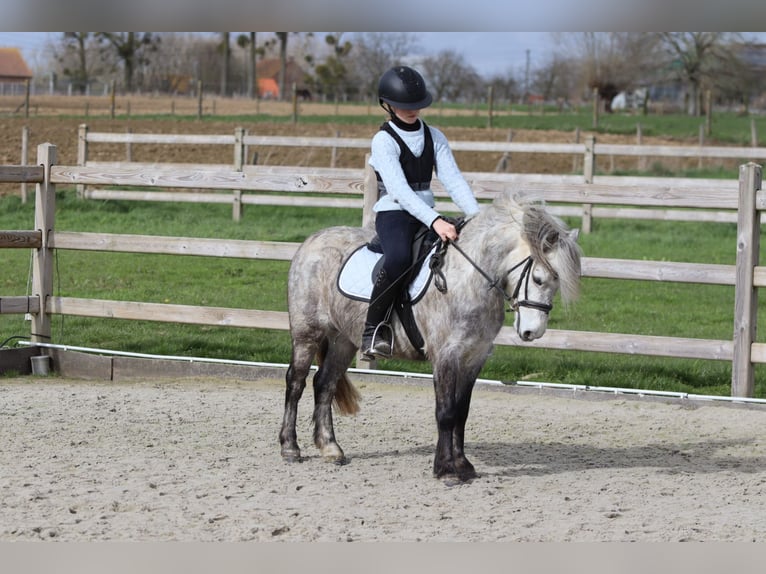 Weitere Ponys/Kleinpferde Wallach 5 Jahre 115 cm Blauschimmel in Pepingen