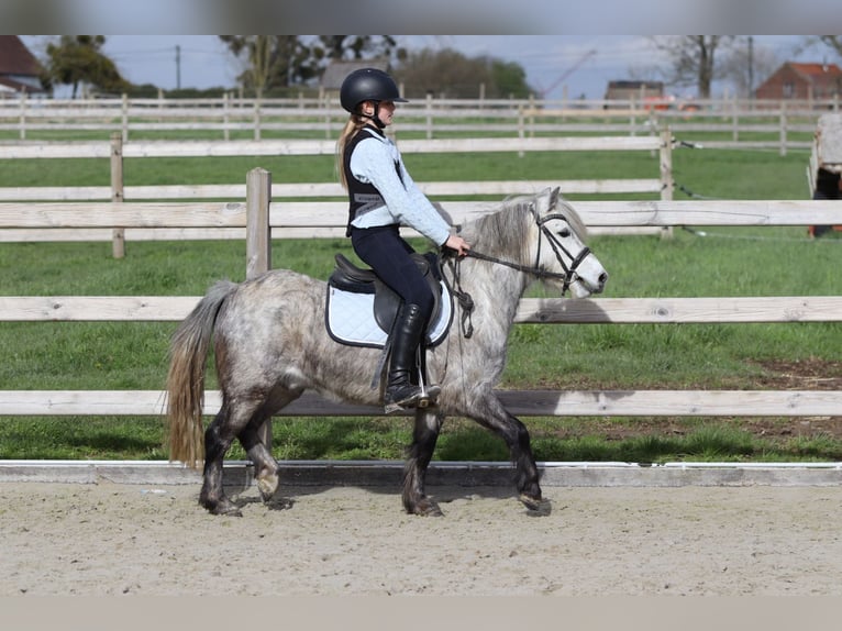 Weitere Ponys/Kleinpferde Wallach 5 Jahre 115 cm Blauschimmel in Pepingen