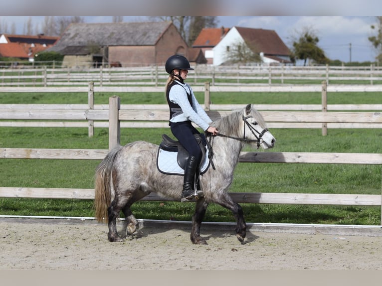Weitere Ponys/Kleinpferde Wallach 5 Jahre 115 cm Blauschimmel in Pepingen
