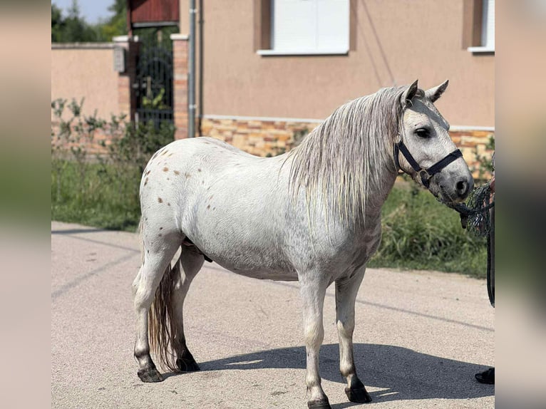 Weitere Ponys/Kleinpferde Wallach 5 Jahre 115 cm Schimmel in Mez&#x151;hegyes
