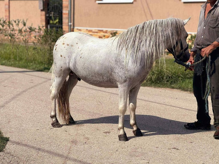 Weitere Ponys/Kleinpferde Wallach 5 Jahre 115 cm Schimmel in Mez&#x151;hegyes
