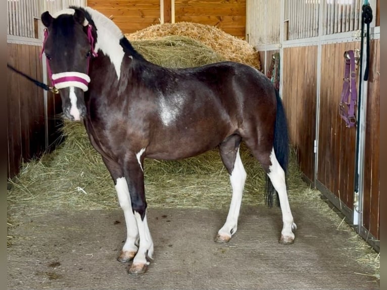 Weitere Ponys/Kleinpferde Wallach 5 Jahre 117 cm Schecke in Rechnitz