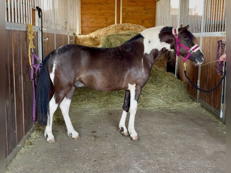 Weitere Ponys/Kleinpferde Wallach 5 Jahre 117 cm Schecke in Rechnitz